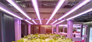 Garantía en focos y lámparas LED